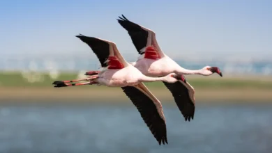 how are flamingos wings different from other birds​