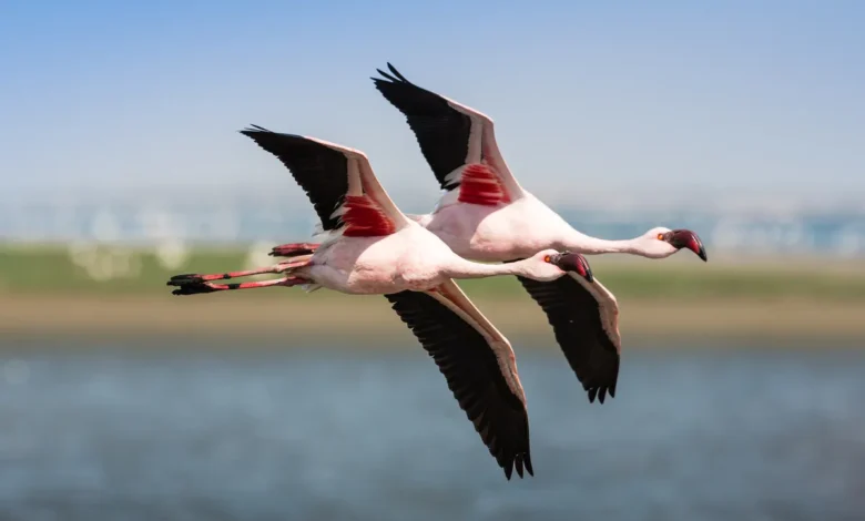 how are flamingos wings different from other birds​