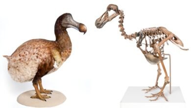 when did dodo birds go extinct​